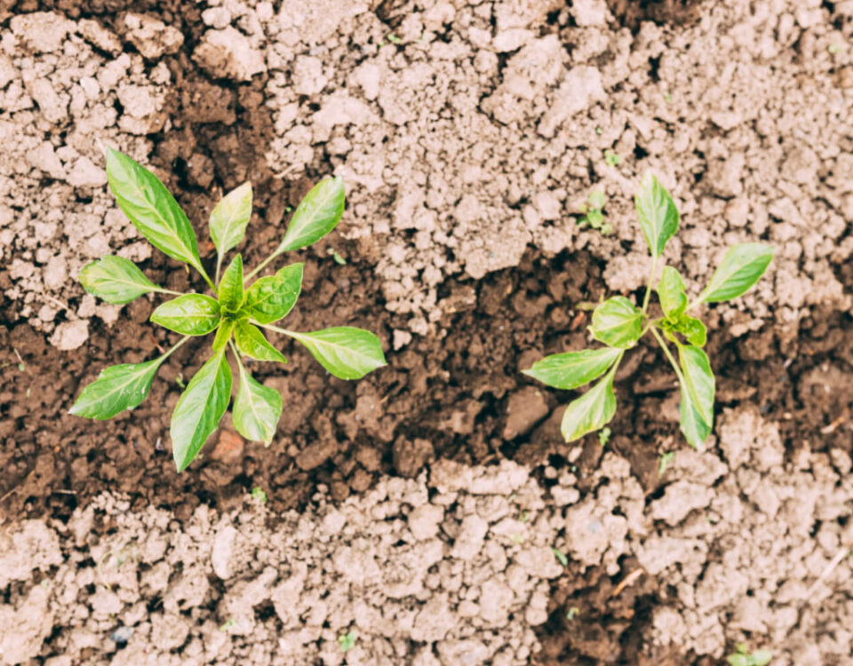 jakie rośliny na piaszczystą glebę